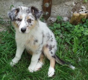 Uber Uns Blue Angeldust Australian Shepherd