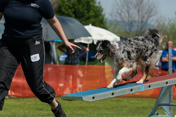 1.landesmeisterschaft – Blue Angeldust Australian Shepherd