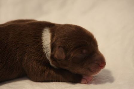 Hailey tag 2 (5) – Blue Angeldust Australian Shepherd